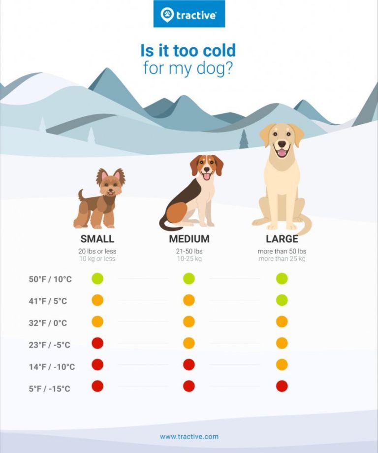 Do Dogs Get Cold In Air Conditioning? Unveiling The Truth Behind Chilled Pooches